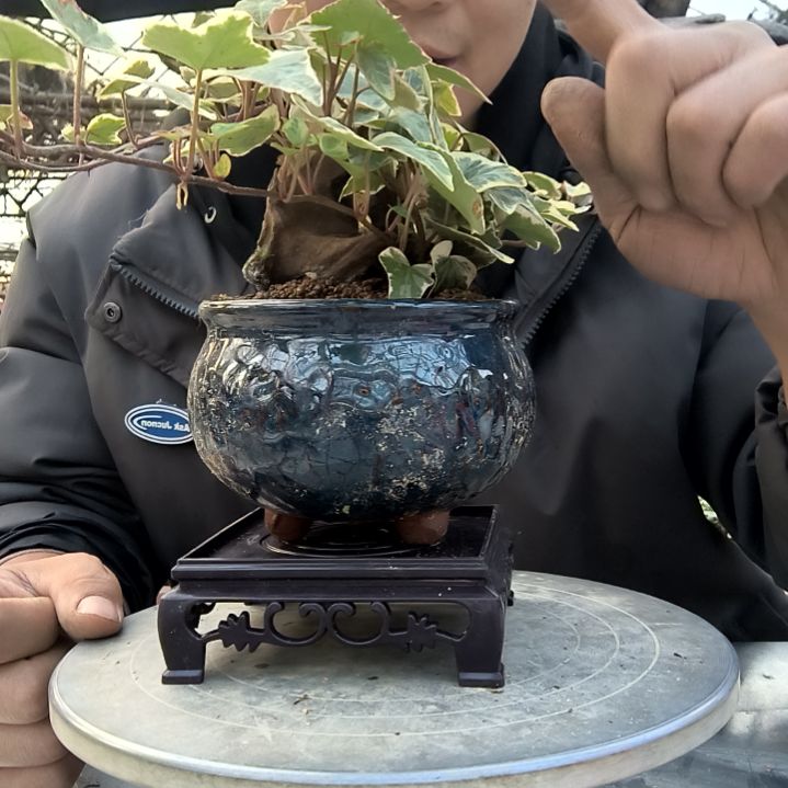 半*果小盆景小植物一物一拍90