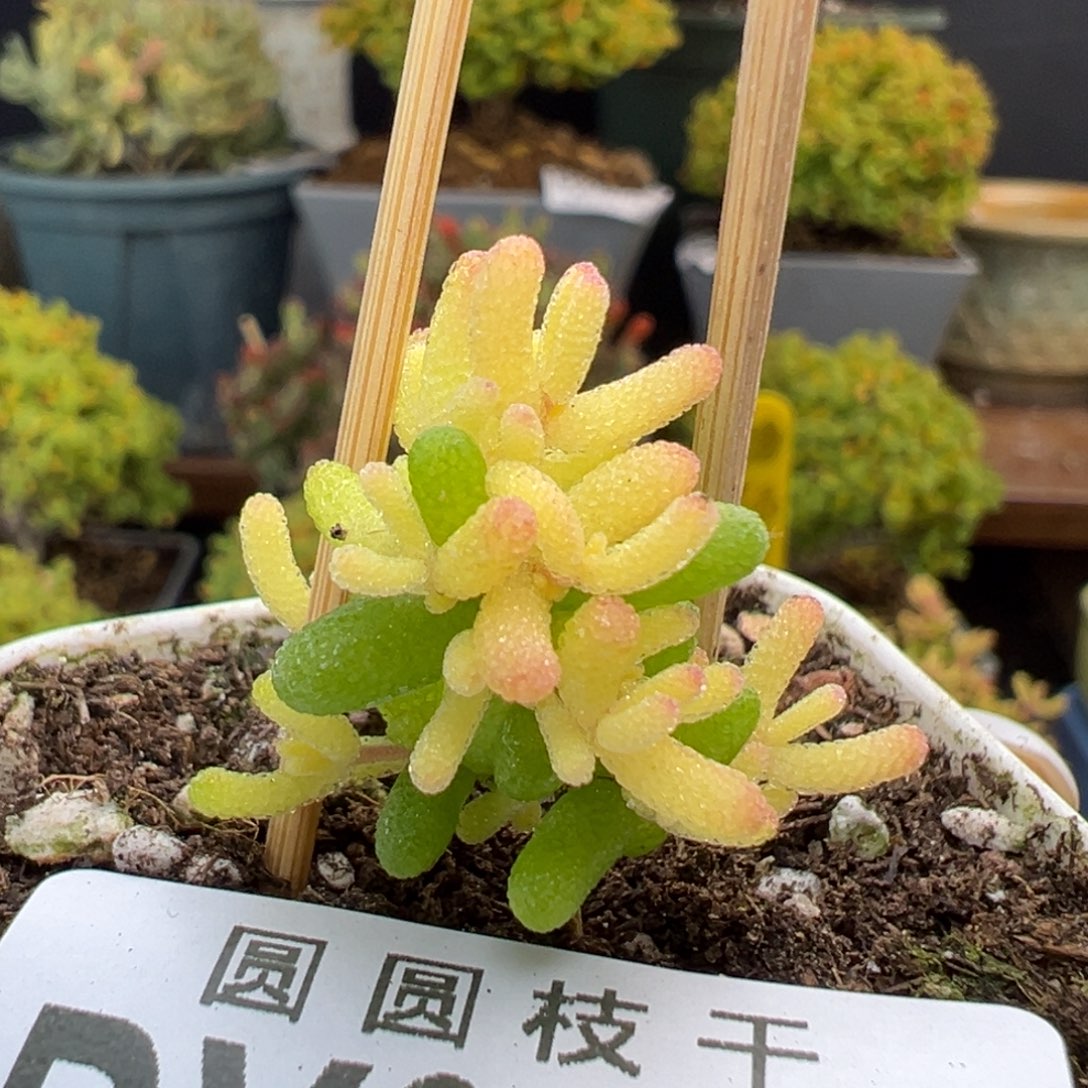 dy3810糖球黄化锦冠幅2.5cm