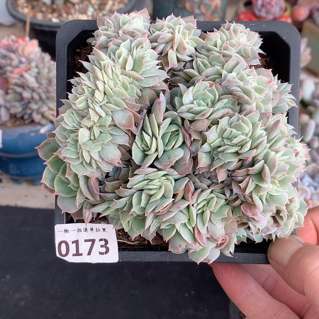 173昂斯诺缀一颗13厘米