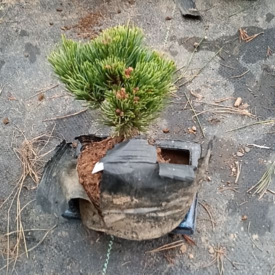 贵品松树微型盆景实物葵