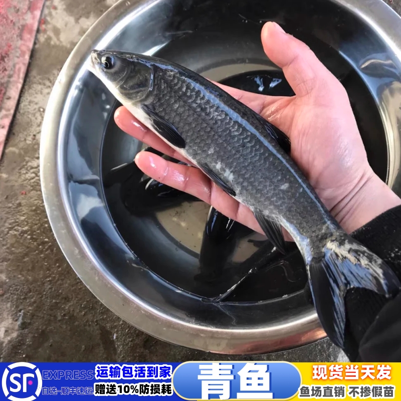 【活体鱼】正宗螺丝青黑鲩鱼苗黑草鱼乌青鱼养殖观赏鱼冷水鱼
