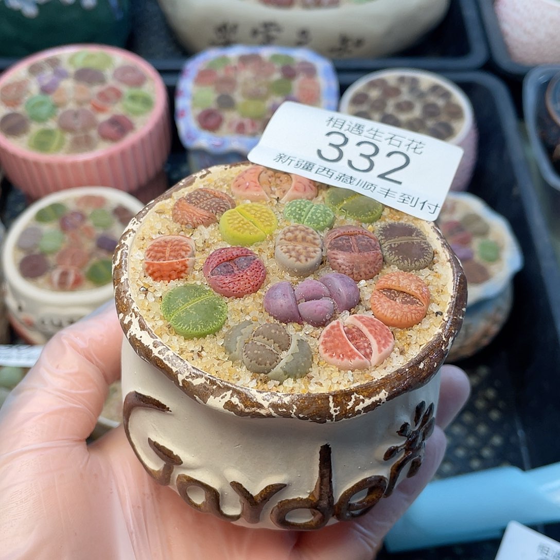 相遇生石花链接332