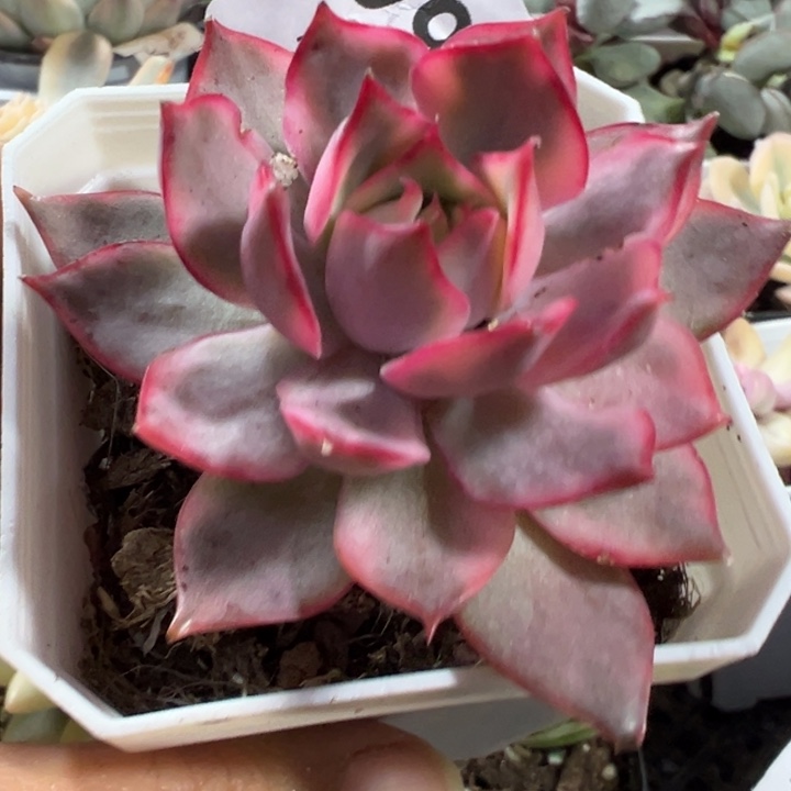 宝莲灯锦多肉植物1060