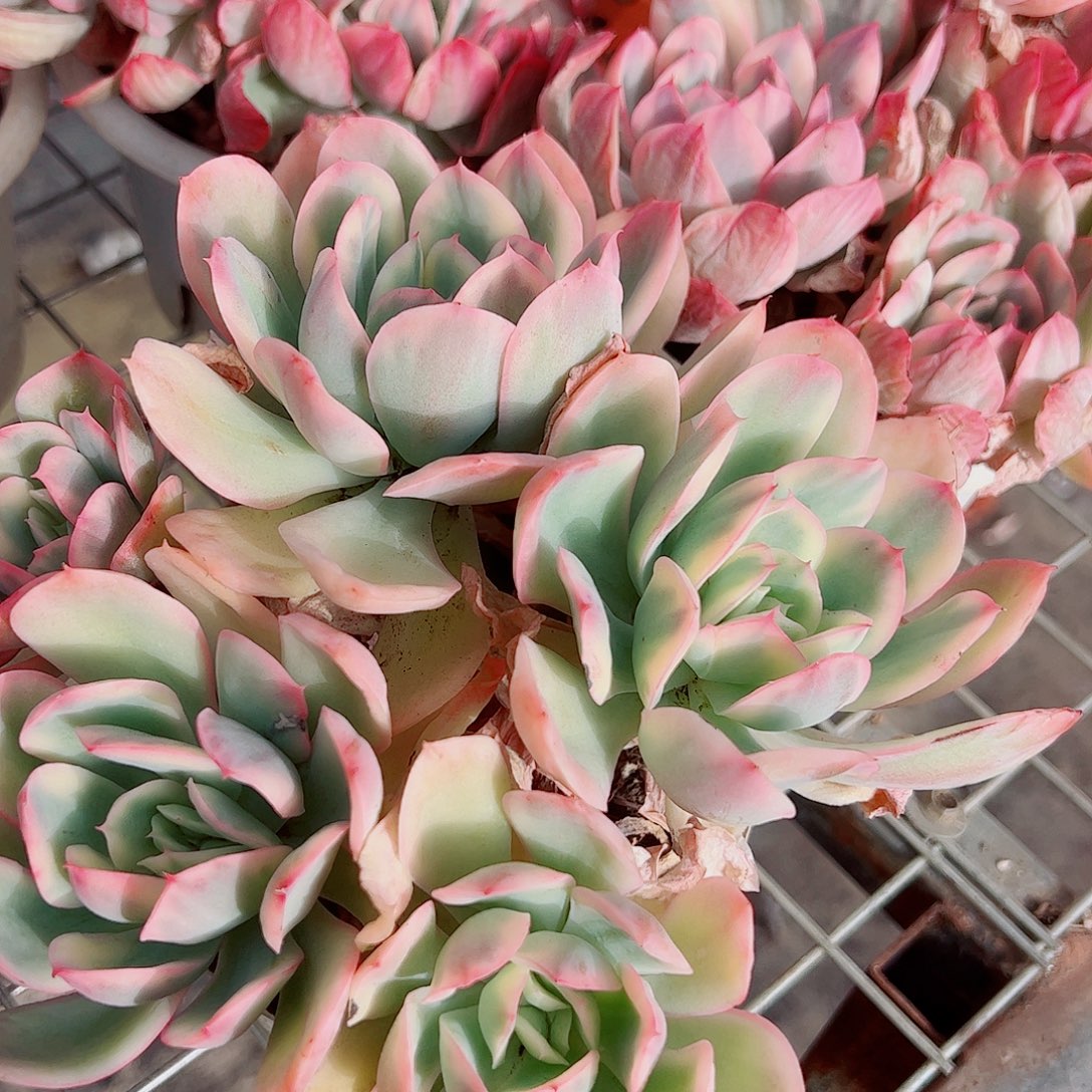 绮罗仙子锦造型精品