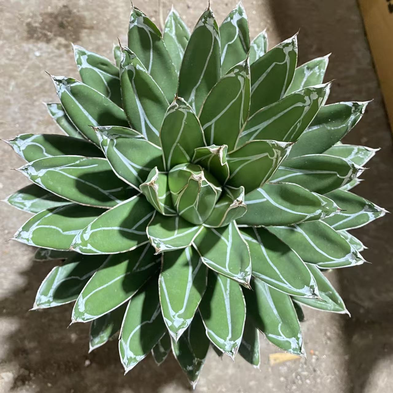 超大屉之雪叶展16-18cm    仙人球漳州基地直发 新手好养