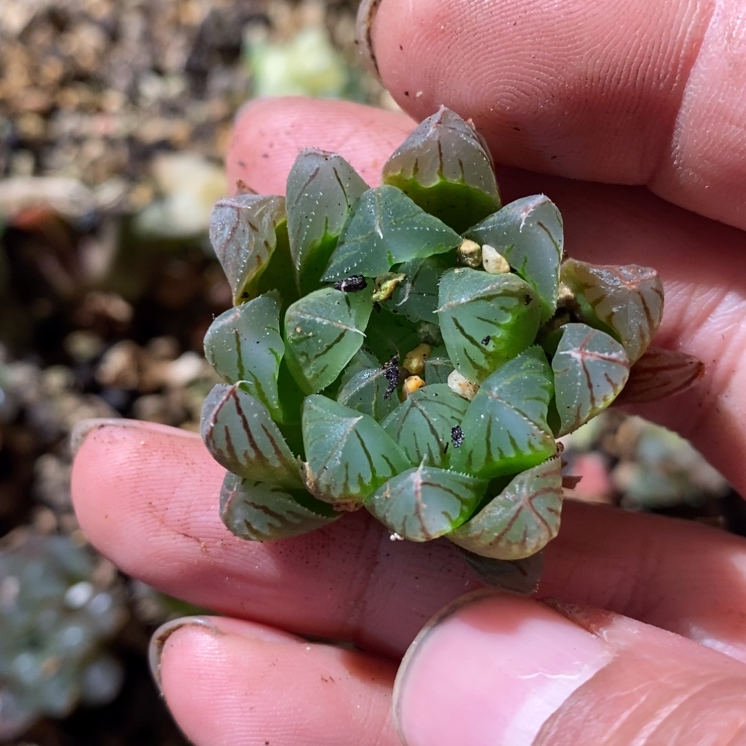 浪***子866 一颗福利。   