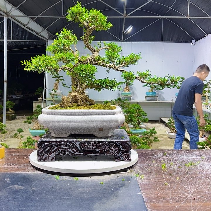 完全开放广东皱皮雀舌黄杨