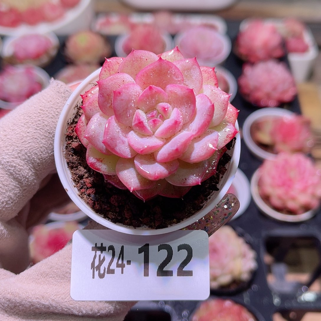 花利美24-122新品单头