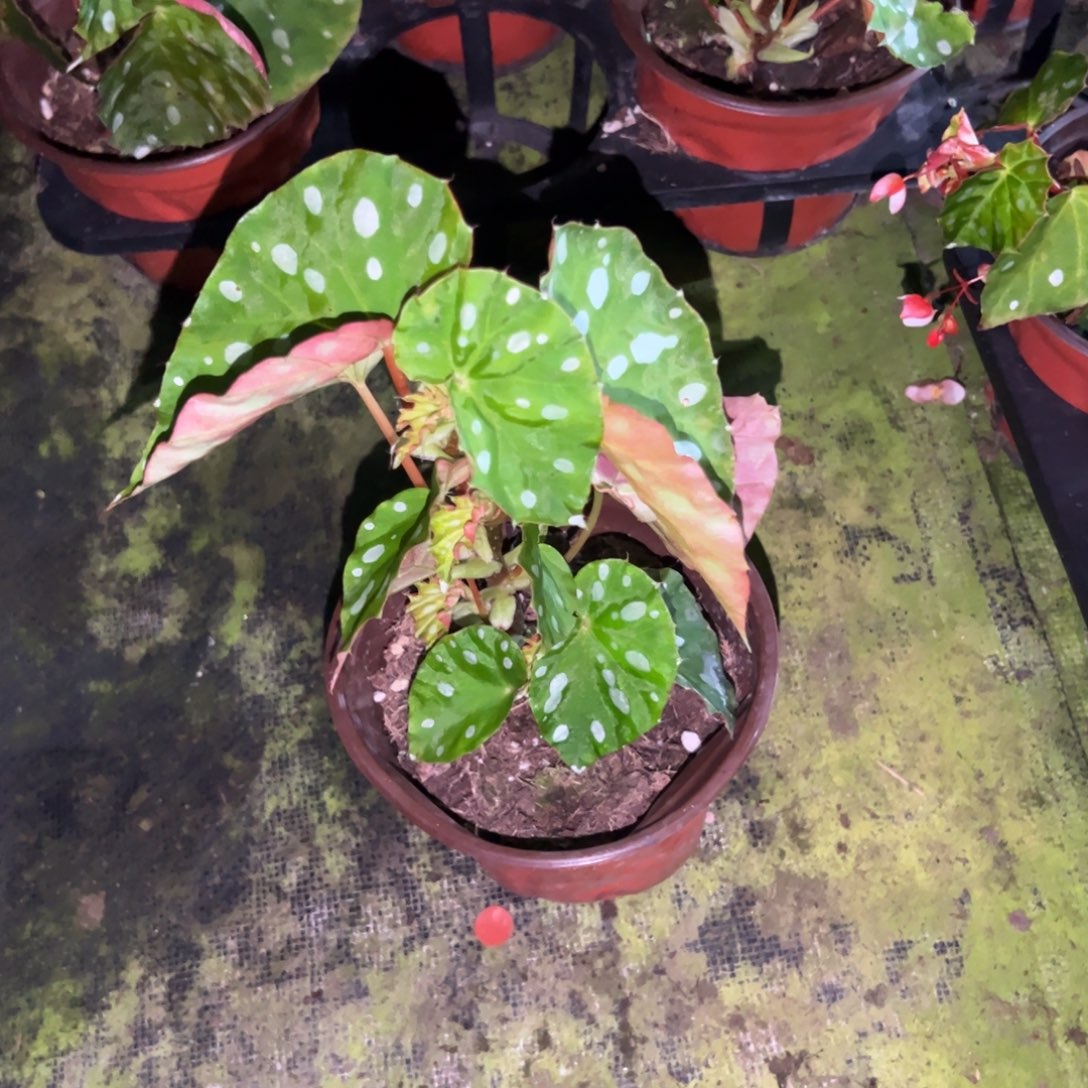 完全开放柔浩一颗