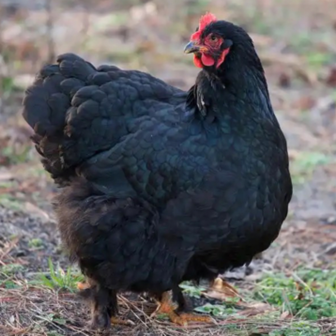 【高山散养】黑凤土鸡三黄麻羽白芦花粉壳蛋 宠物鸡直播间挑选为主