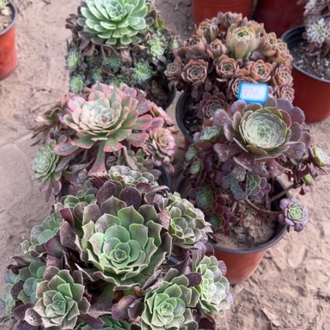 874多肉植物组合，