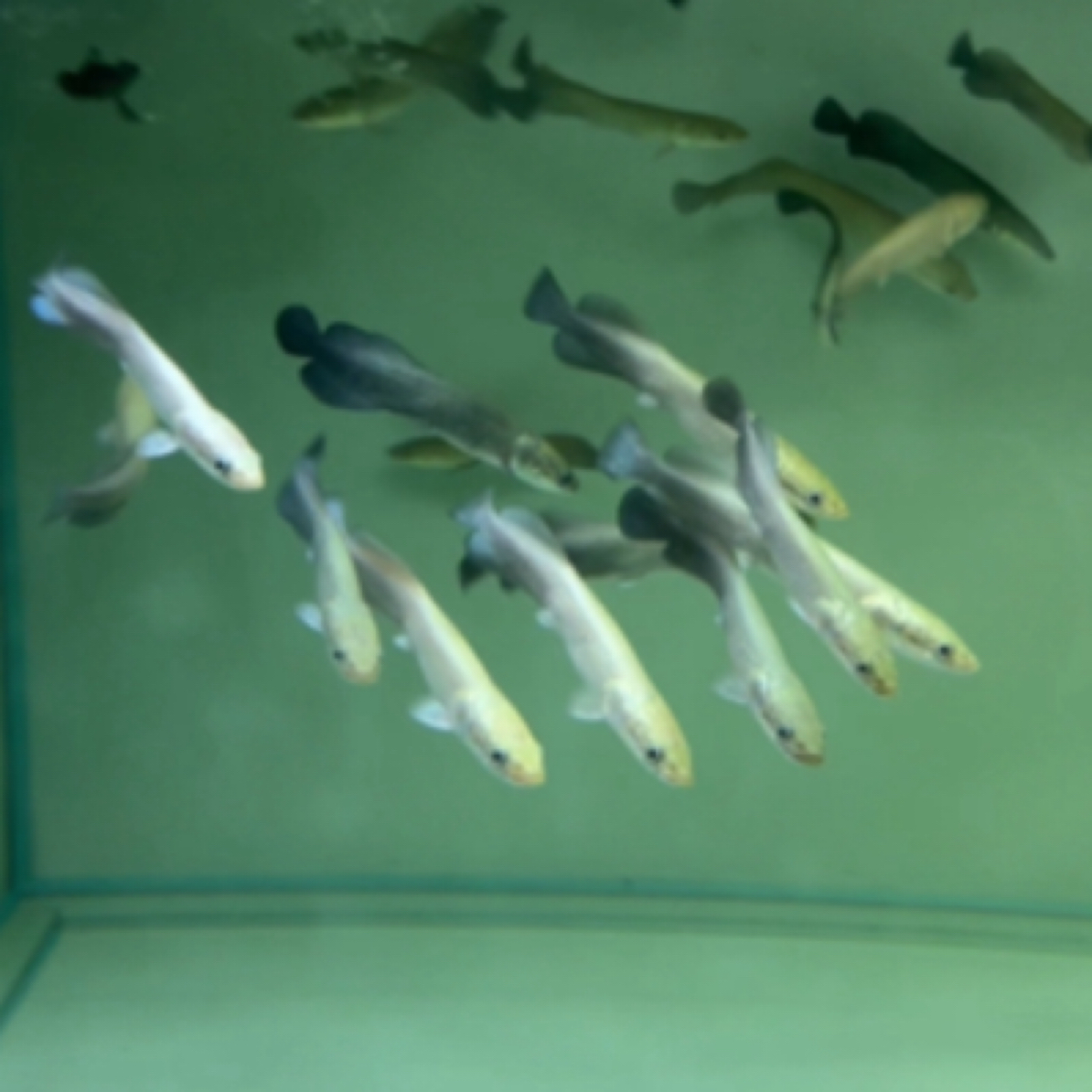 红尾海象巨骨小苗大型热带观赏鱼活体