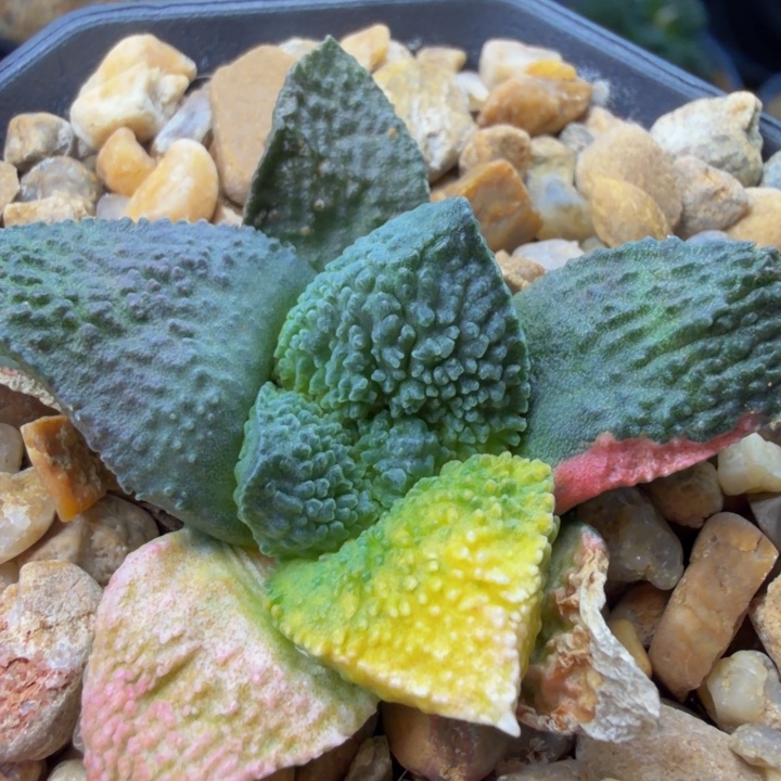 蓝色珊瑚超级哥斯拉怒锦