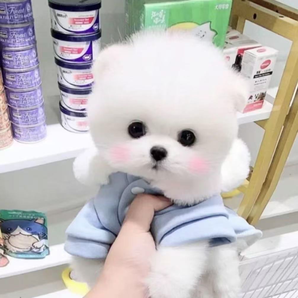 次【娜娜家】博美茶杯犬