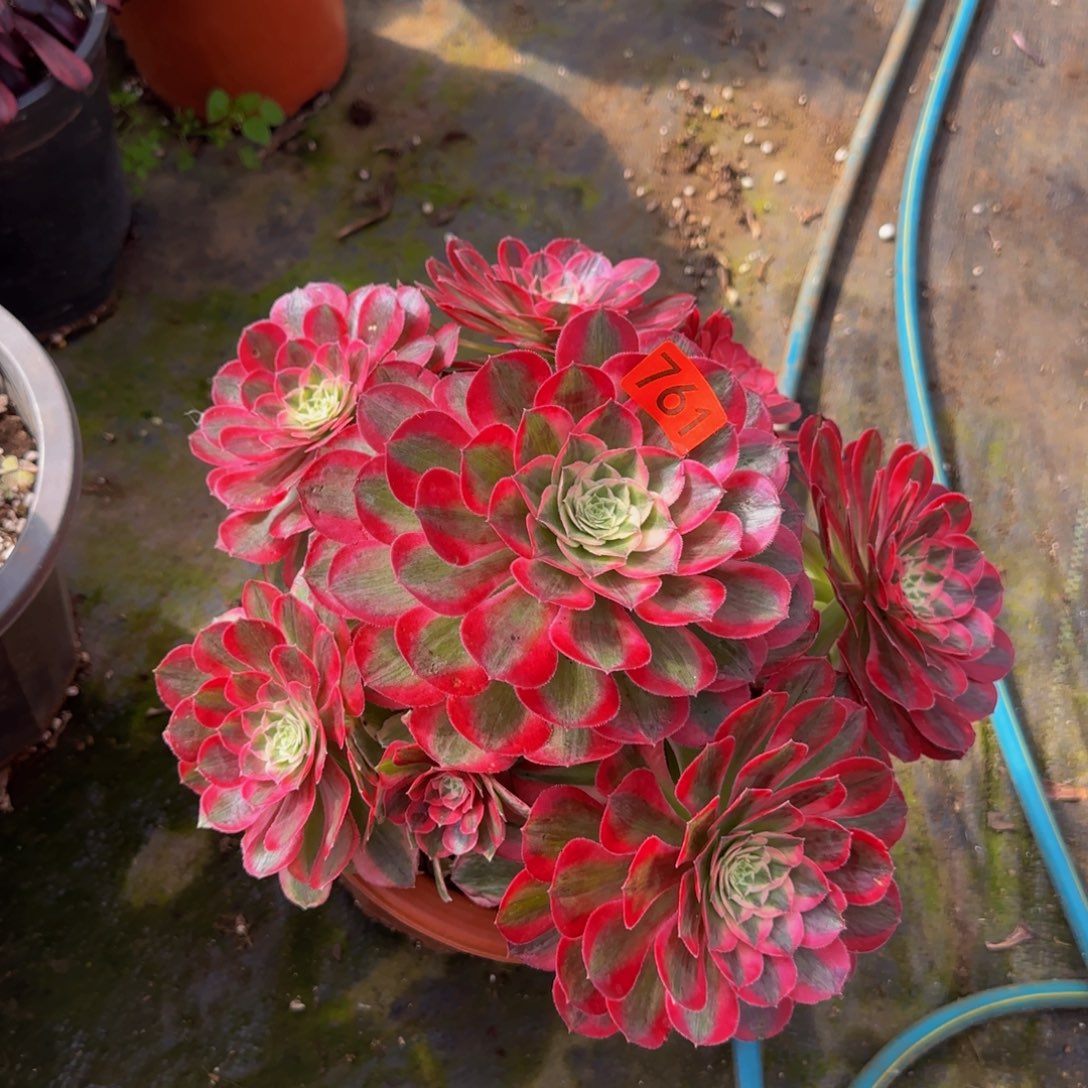 761多肉法师锦1111