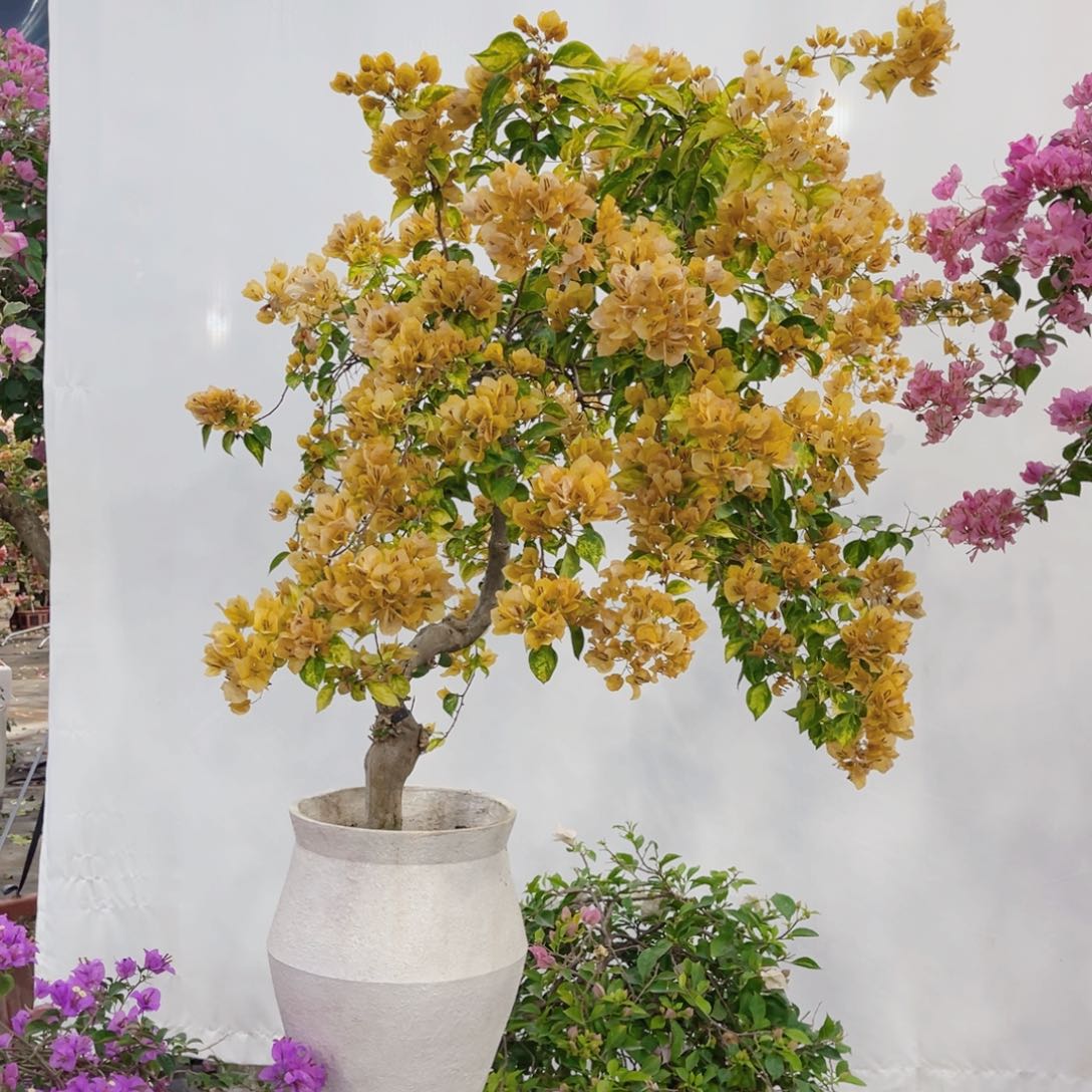 完全开放三角梅草莓黄