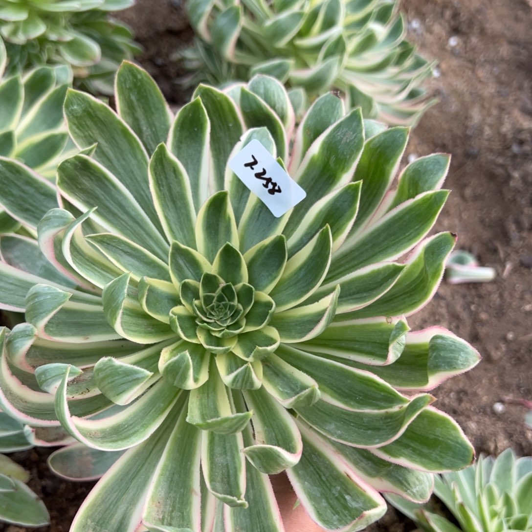 258青连多肉植物