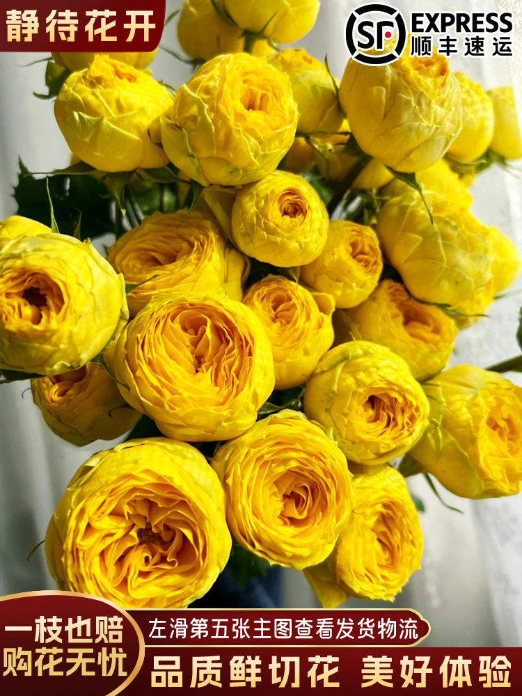 【静待花开】芝士奶球-A级多头玫瑰云南鲜花斗南花卉顺丰包邮高品质