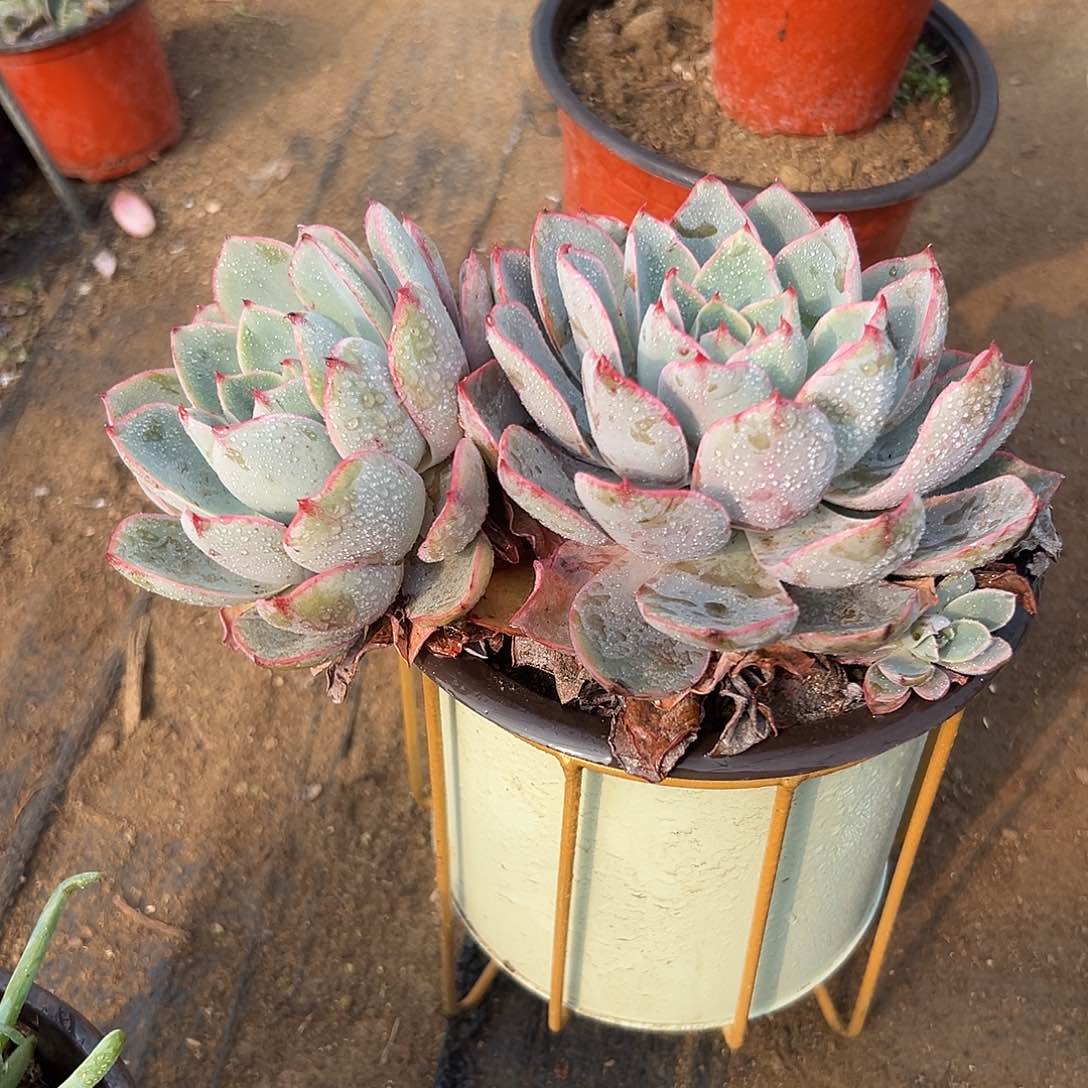 多肉植物赫拉老庄