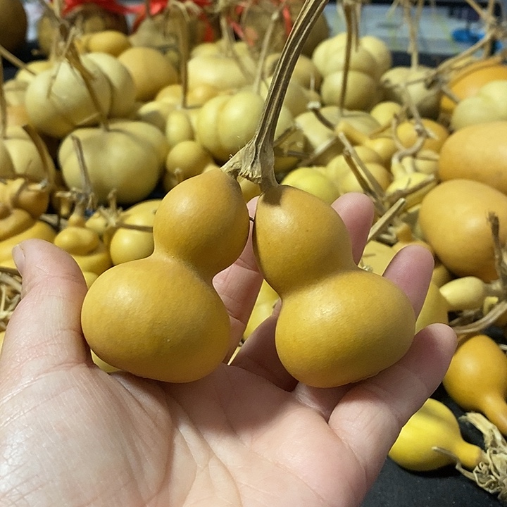 葫芦的颜色很好看