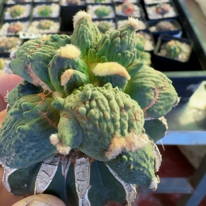 无花朵727潜力股外星怒