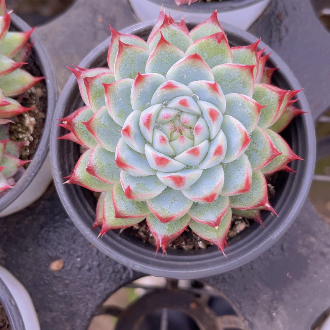 桃夭仙子8.5公分99999999999