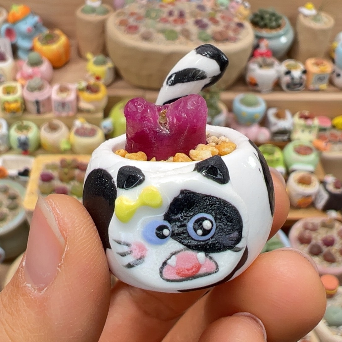 多肉植物37号摇头猫