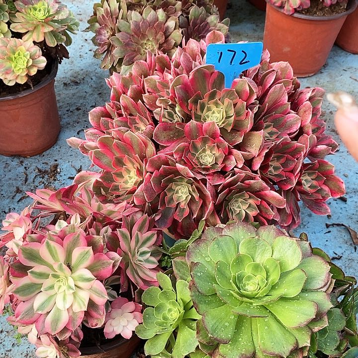 172 三科法师多肉