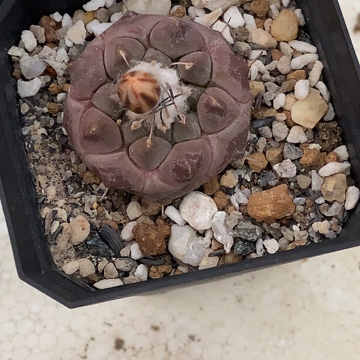 福利紫肌冬云一个仙人球