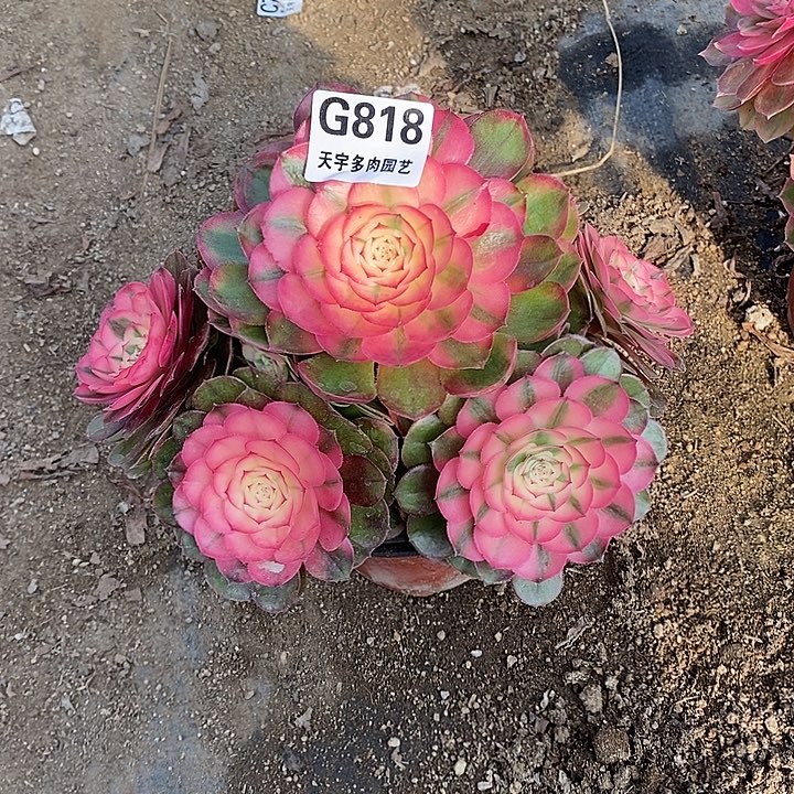 多肉植物荔枝818多肉