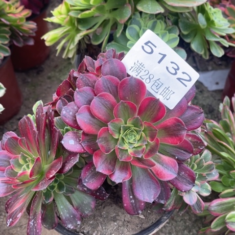 红玫瑰多肉多肉5132