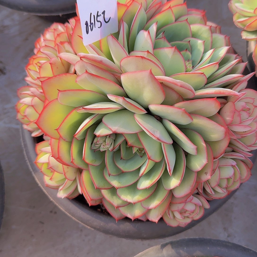 宫**?06152牡丹亭多肉