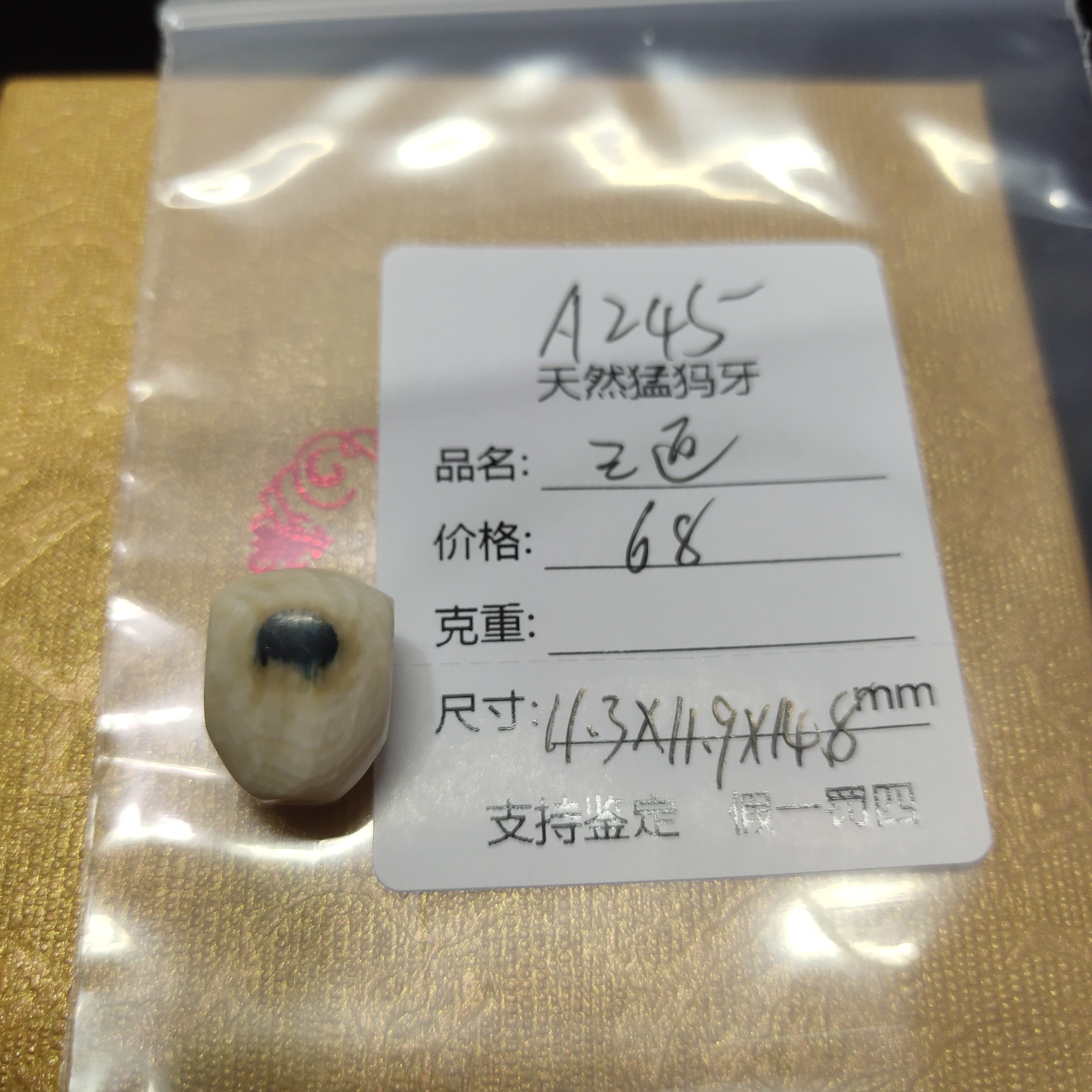 A245天然猛犸牙鲨鱼背三通