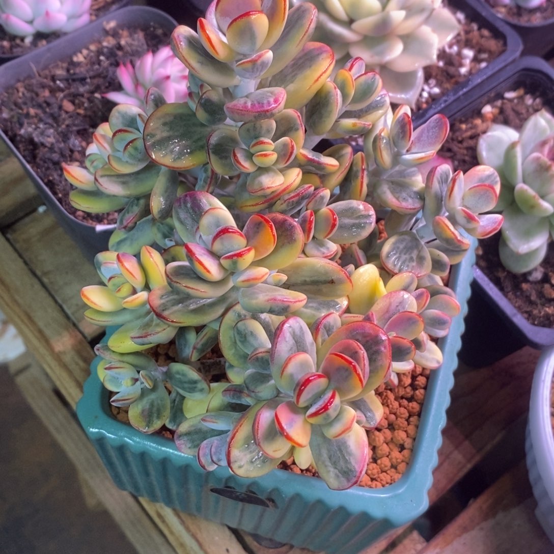 王王 多肉植物 多肉