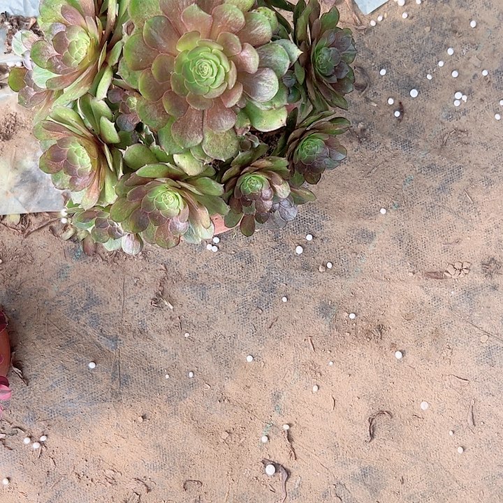 多肉法师植物链接31