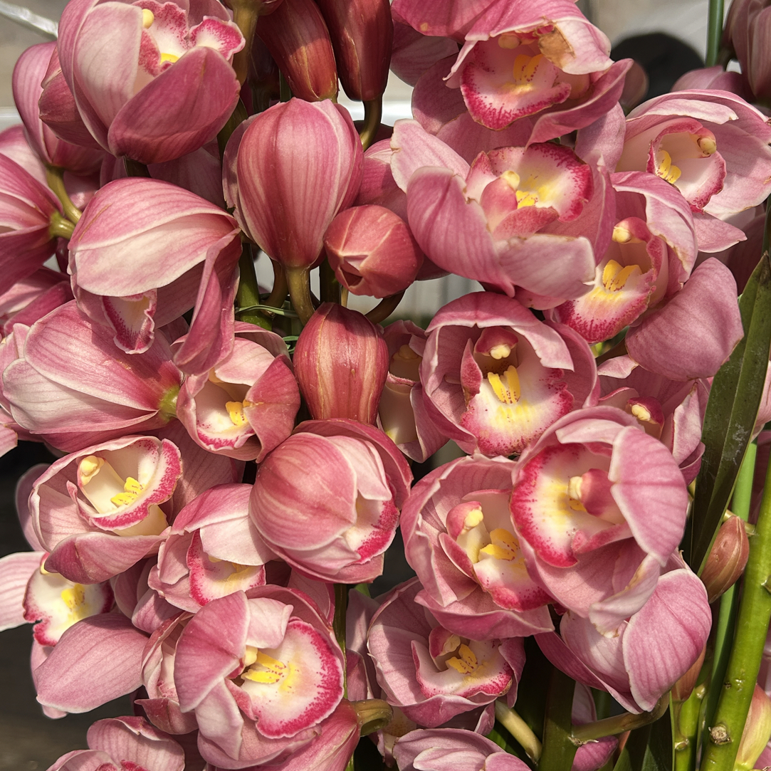 朝阳大花蕙兰年宵花盆栽5花剑室内阳台客厅好养带花苞年宵花