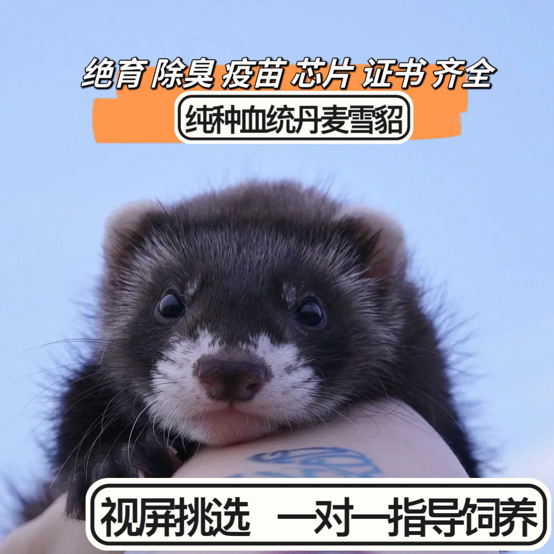 宠物貂活体动物雪貂