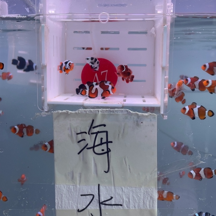 海水鱼精品混搭6条2-3