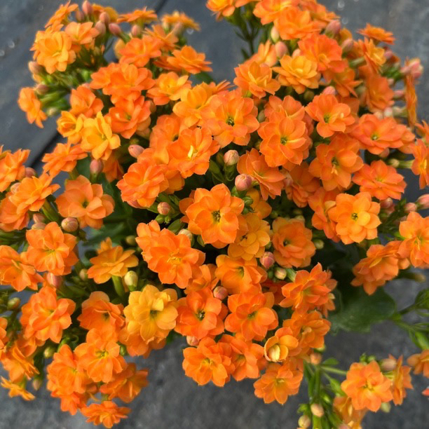 【索尔丹】130盆 叶片有斑 拍够两单发货