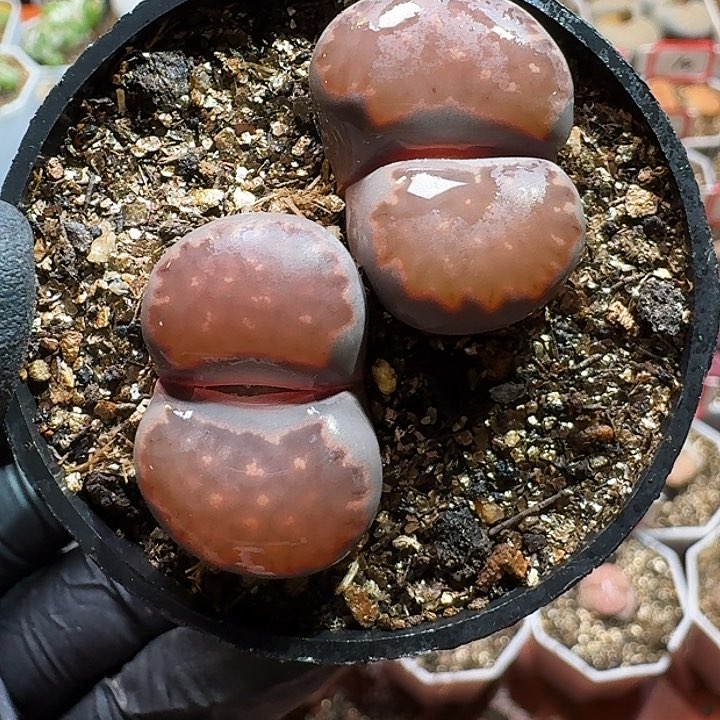 生石花11111111。   93