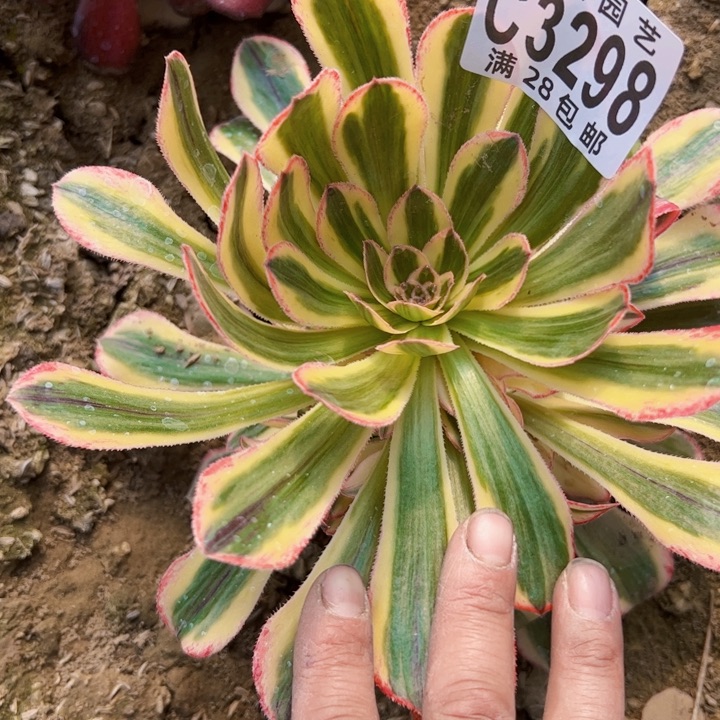 拉丝锦锦多肉植物法师3298