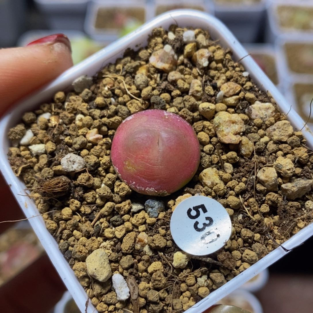 拉登1.6cm多肉植物
