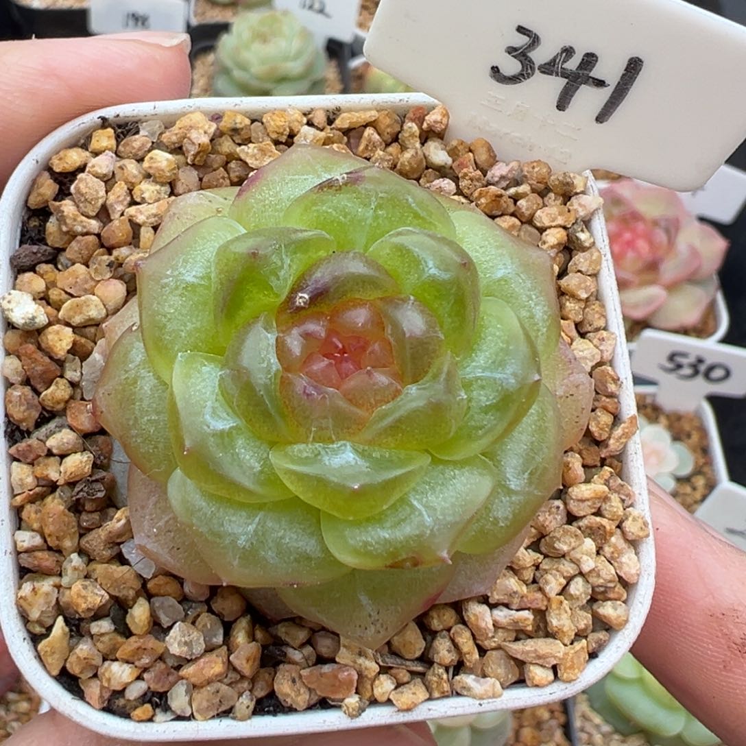 341号无尽灯小叶伤