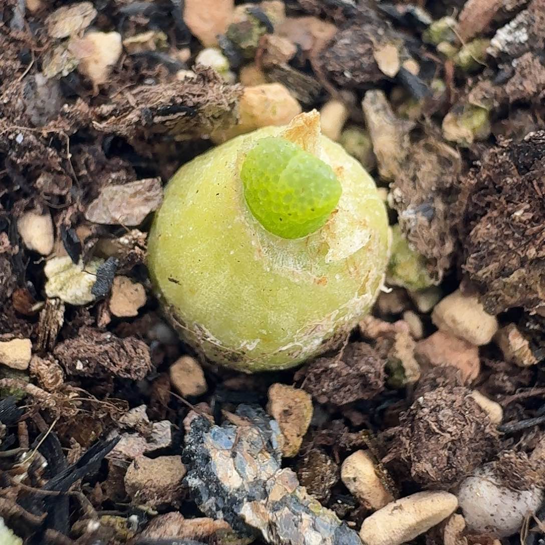 老马生石花小葫芦739