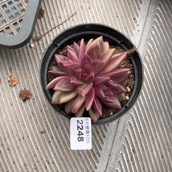 阿雅园艺。      2248迷雾泡泡