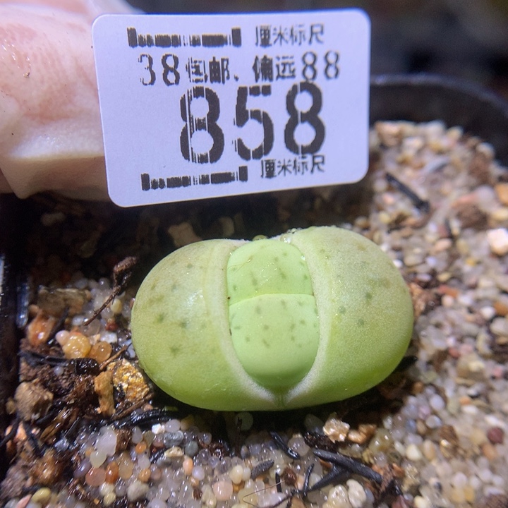 精品sss生石花858