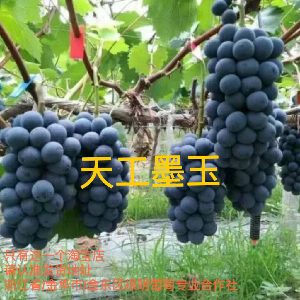 天工墨玉 贝达砧木嫁接苗一年生裸根发货  根明葡萄专业合作社