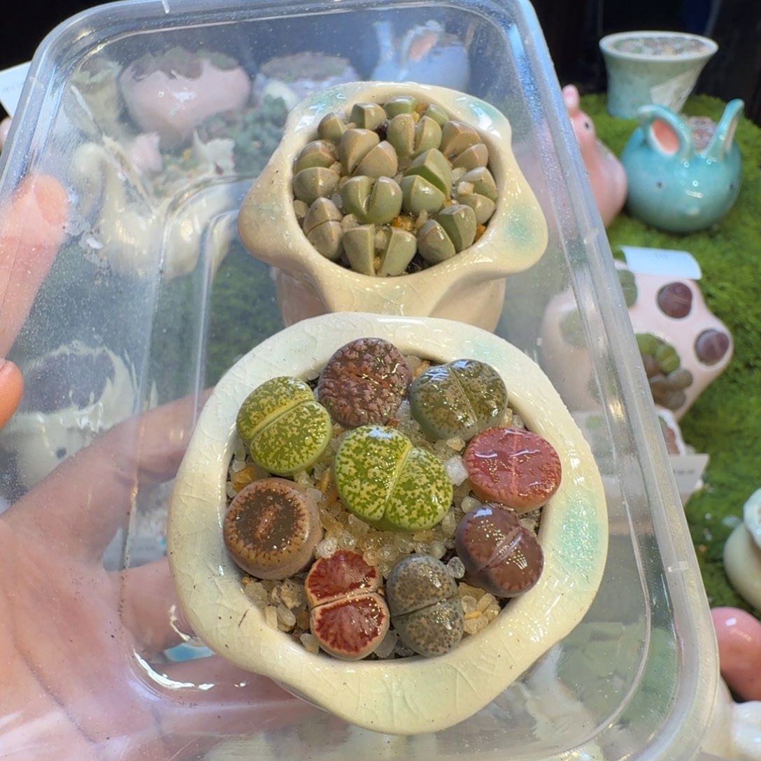 山***转多肉植物福利冲68