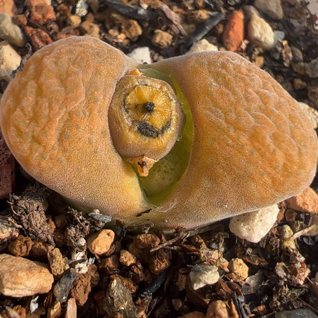 蛋糕风铃多肉植物百科