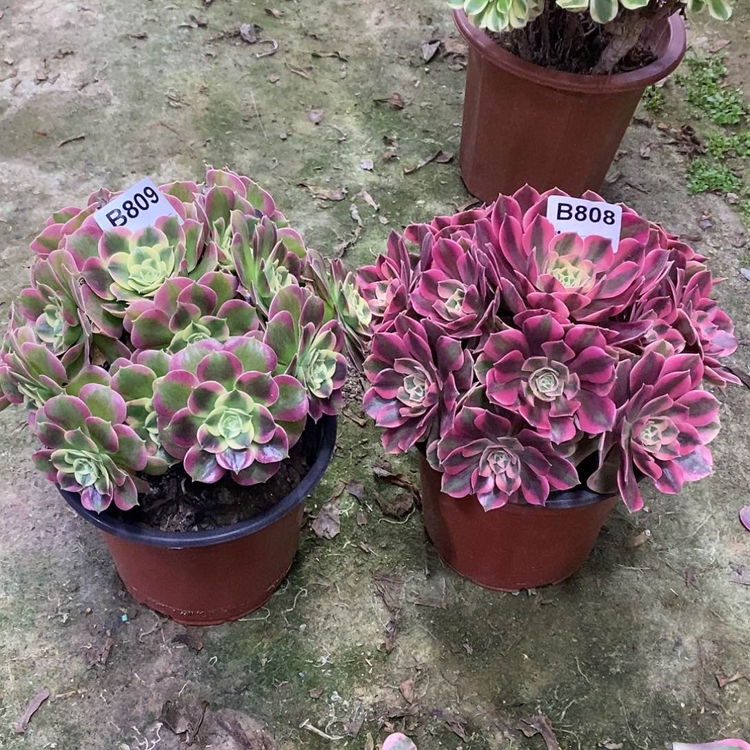 女妖808白凤多肉809